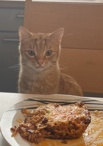 An orange cat is hypnotizing lasagna on a plate