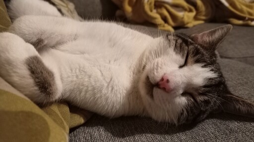 Jinx plays hard and sleeps hard