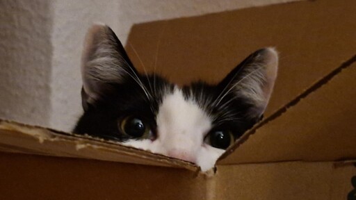 Black and white cat peeking out of a cardboard box, with the cute pink nose just barely visible.