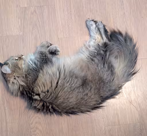 fluffy maincoon tabby cat laying down