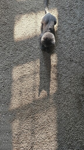 Critter, a small gray kitten, admiring his shadow