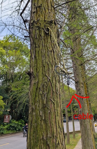 Baum mit Kabel