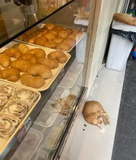 Picture of the shop window of a bakery full of croissants. Next to it a orange cat, rolled up, looking somewhat similar 