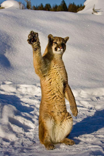 large cat sitting on snow with a paw in the air