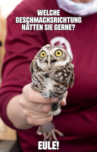 Eine Eule wird gehalten wie eine Eistüte. Text: Welche Geschmackrichtung hätten Sie gerne? Eule!