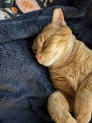 An orange short hair lays partially wrapped in a fuzzy blanket, sleeping peacefully