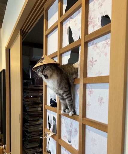 "My Lord (殿)‼️‼️ The treacherous Takeda have crossed the border under the cover of night‼️ They will be at our gates within hours‼️"