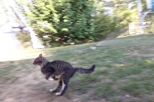 Australian cats are different