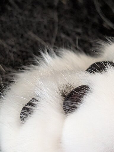 A close up photo of the underside of a white cat's paw, with a small tuft of black fur visible next to one of the black toe beans.