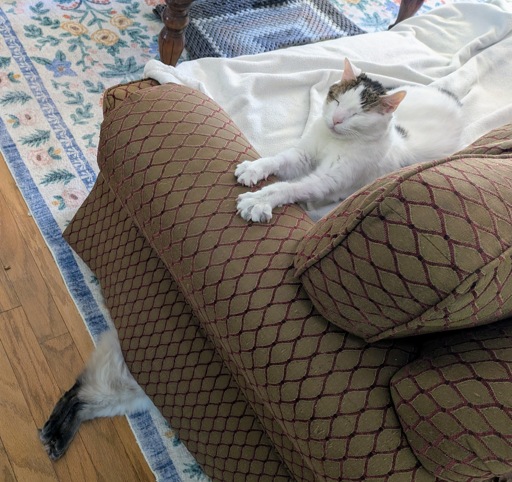 There is one cat clearly visible and second cat that is only visible upon close examination.