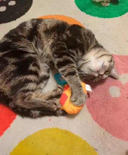 a tabby cat laying down holding a cat emoji plushie