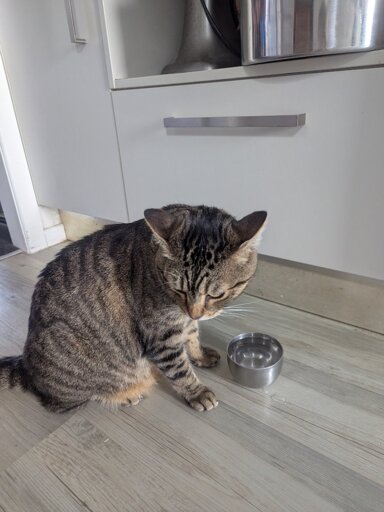 Loki, a tabby cat, looking disappointed and annoyed that the metal bowl in front of him only contains water.
