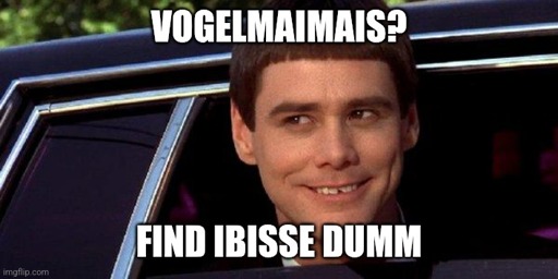 "Vogelmaimais? – Find Ibisse dumm"