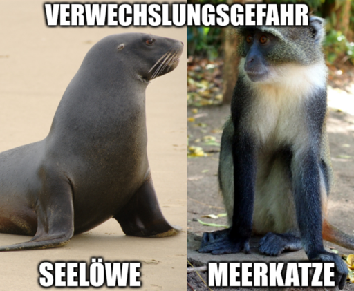 Meme mit der Bildüberschrift "Verwechslungsgefahr". Darauf sind zwei Tiere zu sehen, ein Seelöwe und eine Meerkatze. Ein Seelöwe sieht aus wie eine Robbe, eine Meerkatze hingegen ist ein Affe.
