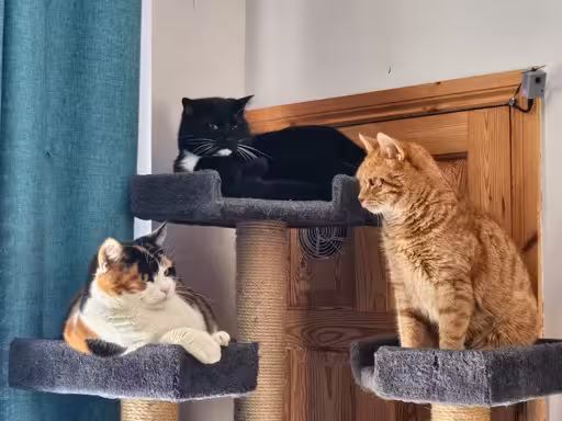 Three cats sitting on a cat tree. From left to right - a tortie, a black & white, and a ginger. The black and white sits on a slightly higher platform.