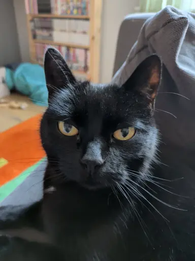 Cat staring at camera