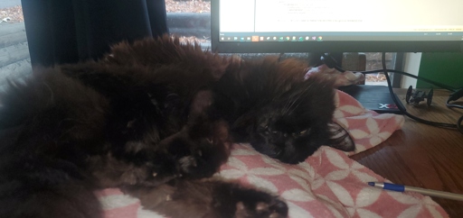 a sleepy cat on a pillow on a desk in front of a computer