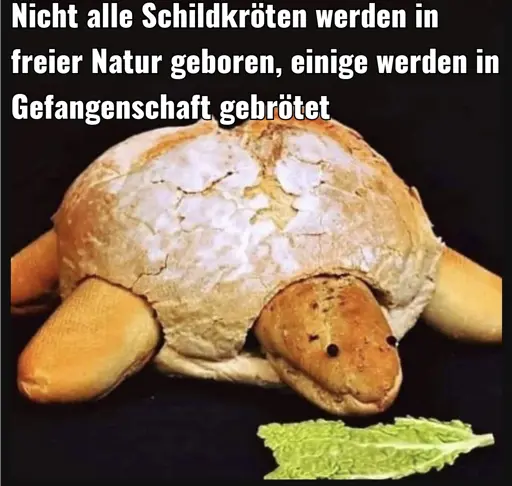 Nicht alle Schildkröten werden in freier Natur geboren, einige werden in Gefangenschaft gebrötet. Zeigt eine aus Brötchen gebaute Schildgröte.