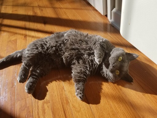 A black, short, rough coated munchkin cat sitting in the sun on a hardwood floor
