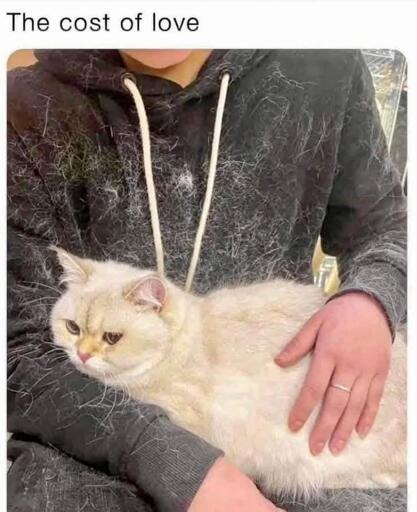 A person wearing a dark grey hoodie holds a light-colored, fluffy cat. The cat, which appears to be a British Shorthair or similar breed, rests comfortably across the person's lap and chest. The person's hoodie is covered in a significant amount of light-colored cat hair, illustrating the "cost" of the affection. Text at the top of the image reads: "The cost of love".