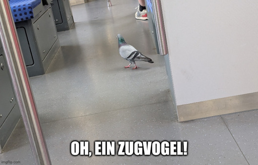 Eine Taube, die während der Fahrt durch die S-Bahn läuft