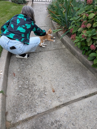 Larry the cat comes back