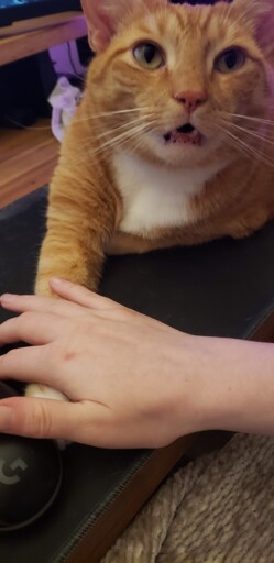 An orange cat on a desk. The cat's paw has pushed the computer mouse out of my hand so his paw is held instead.