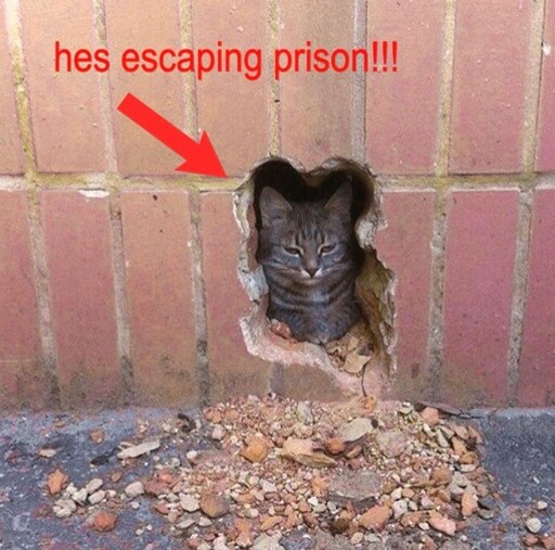 "hes escaping prison!!!" Picture of a cat looking through a brick wale with a small hole broken through and ruble lying in front of it