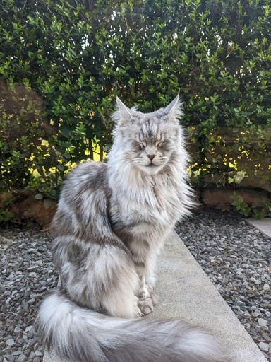 Gray maine coon cat sitting outside whith closed eyes