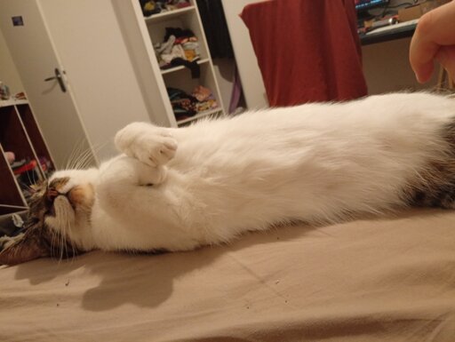 A white and grey cat lying on a bed, paws up