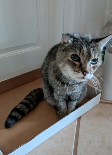 Maze sitting in a cat trap