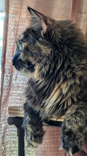 A profile photo of a tortoiseshell cat, which highlights her unusually flat looking nose.