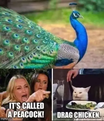 Picture of a peacock. "It's called a peacock" "Drag chicken"