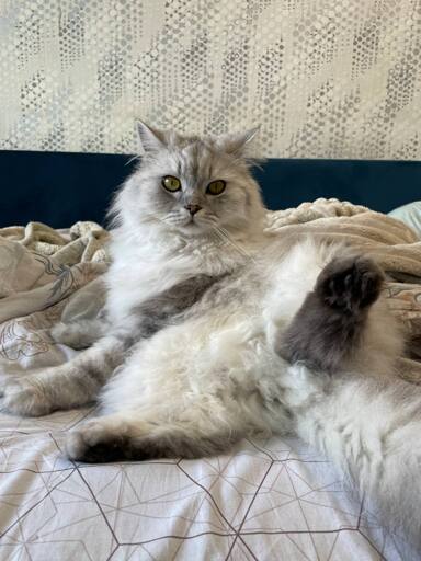 Possibly a cat which was cleaning itself, or possibly not - I cannot vouch with certainty that this photo contains a cat.