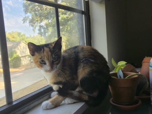 The Shy One sitting on a window sill.
