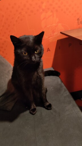 Image of a cute black cat sitting on a couch. 