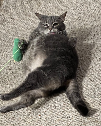A classic silver tabby cat grooming herself in a funny and awkward position. She is lying on her right side while grooming her left. Her back legs are stretched out parallel to one another. Her left paw appears to be on her hip. Her right paw is holding up a string with a green cat toy at the end of it.