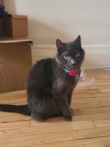 My daughter says it's unfair our boy Mr.Pouce wasn't "famous on the internet". She's right.  He was the nicest, classiest cat of the city. May he rest in peace.