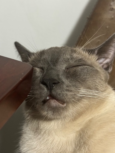 White/grey cat sleeping with mouth open