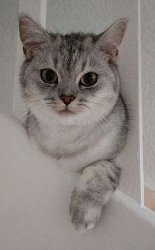 Photogenic in a stair between two handrail rails. Not my cat.