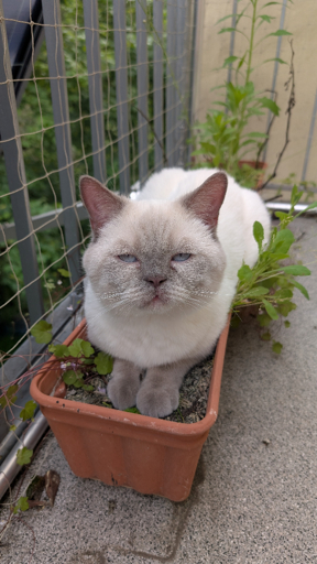 White british shorthair cat sitting in a planter