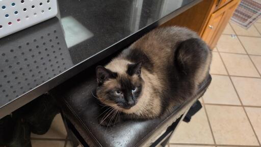 Siamese cat