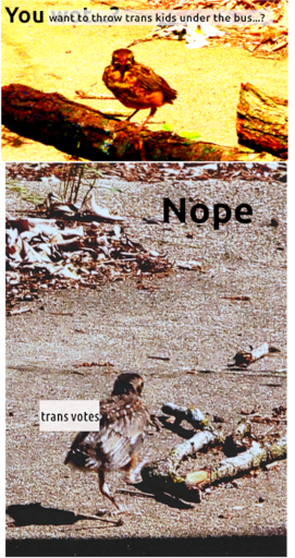 two-panel meme featuring an artistically-degraded juvenile sparrow.  top panel: bird facing camera, "you [want to throw trans kids under the bus] wot?". Bottom panel:  text: "Nope." with bird, labeled "trans voters" hoofing it away out of frame