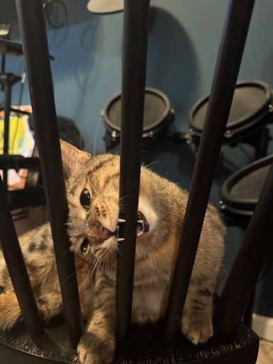 A fluffy torty tries to gnaw on the wooden spokes of a chairback but she small and the spoke is big. 